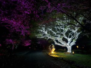 String Light Lichterketten eignen sich perfekt um ganze Bäume erstrahlen zu lassen. Sie können in vielen verschiedenen Farben gewählt werden und auch mit anderen Lichtkonstruktionen kombiniert werden.